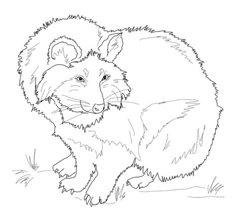 Raccoon Dog Tanuki Coloring Page